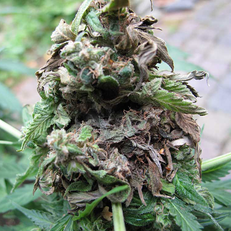 Cannabis Grey Bud Mold - Botrytis