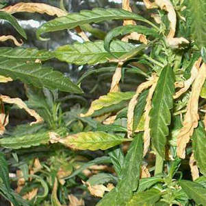 Cannabis Over Fertilization