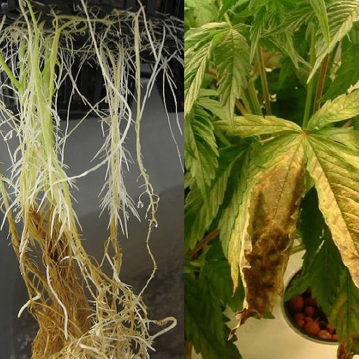 Cannabis Root Rot
