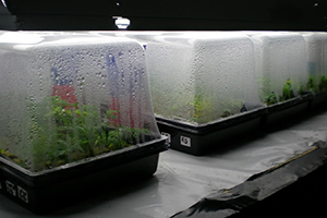 Cannabis Seedling Humidity Dome