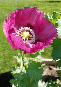 Poppy Cultivation – Zombie Gardens