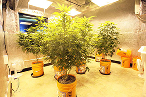 Cannabis Vegetative Growth Stage